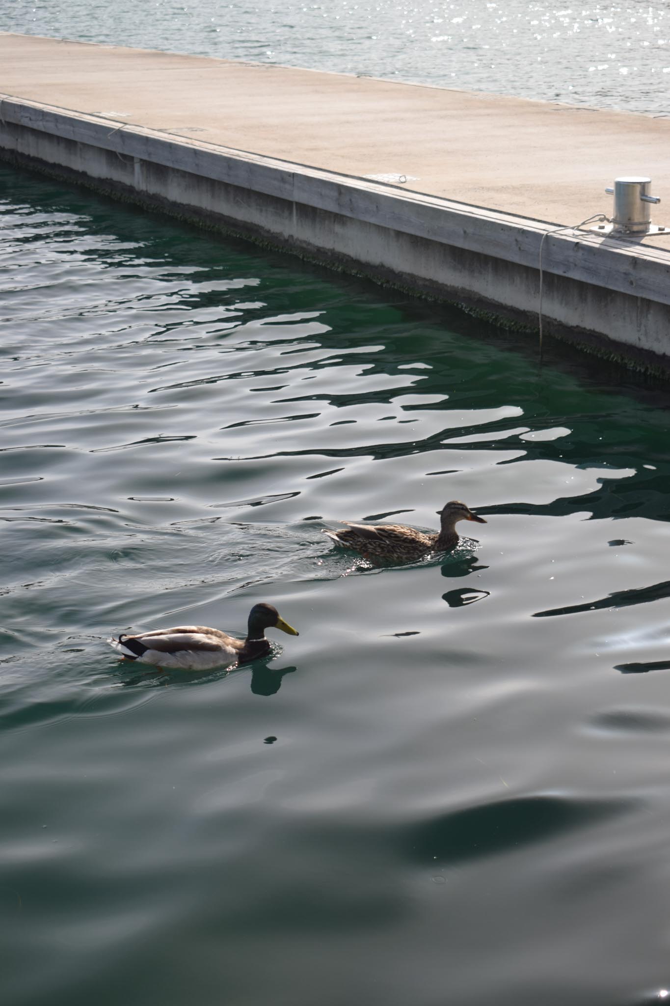Duck gathering landscape photography - wildlife and nature scene